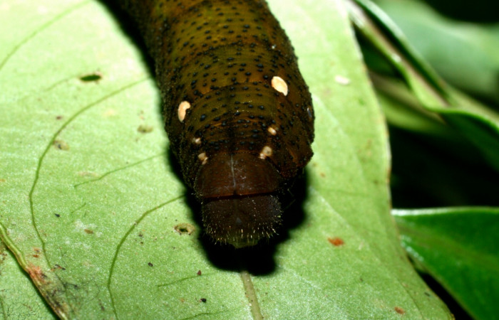 Fig. 14. Larva U estadío <i>Xylophanes rhodina</i></i>, posición frontal. Area de Conservación Guanacaste, Sector Cacao, Sendero Cima, elevación 1460 m.s.n.m.  (09-SRNP-36098-DHJ456002.jpg).
