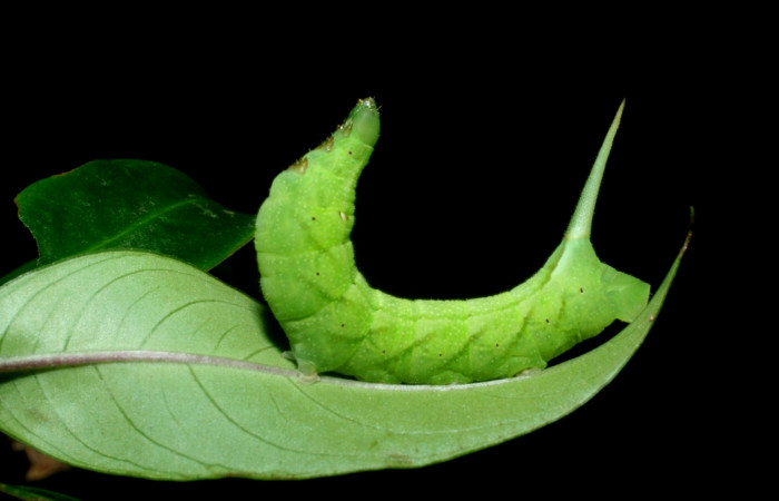 Fig. 8. Larva PU estadío <i>Xylophanes rhodina</i></i>, posición lateral. Area de Conservación Guanacaste, Sector Cacao, Sendero Cima, elevación 1460 m.s.n.m.  (09-SRNP-36098-DHJ456561.jpg).