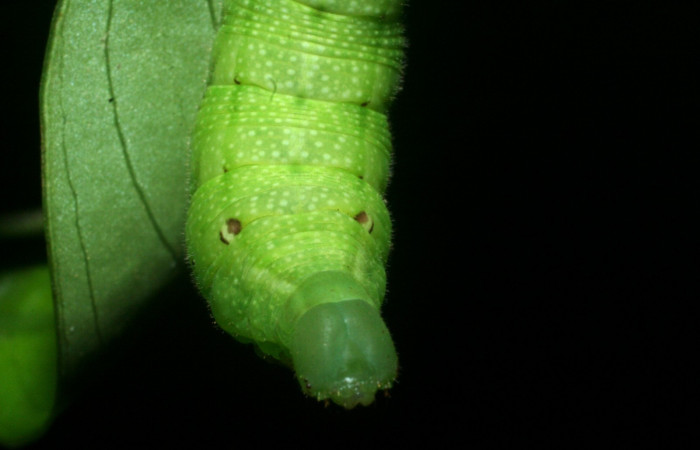 Fig. 9. Larva PU estadío <i>Xylophanes rhodina</i></i>, posición frontal. Area de Conservación Guanacaste, Sector Cacao, Sendero Cima, elevación 1460 m.s.n.m.  (09-SRNP-36098-DHJ456569.jpg).
