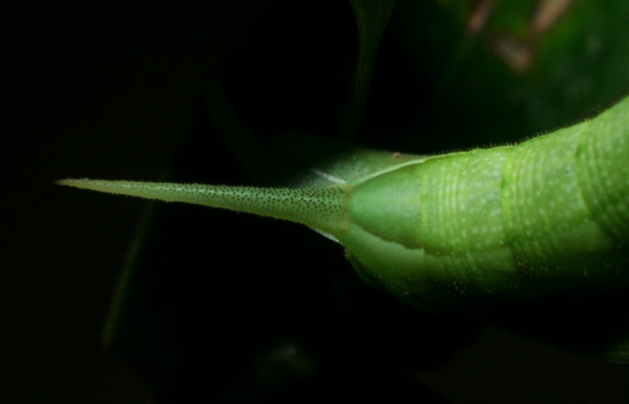 Fig. 10. Larva PU estadío <i>Xylophanes rhodina</i></i>, posición trasera. Area de Conservación Guanacaste, Sector Cacao, Sendero Cima, elevación 1460 m.s.n.m.  (09-SRNP-36098-DHJ456574.jpg).