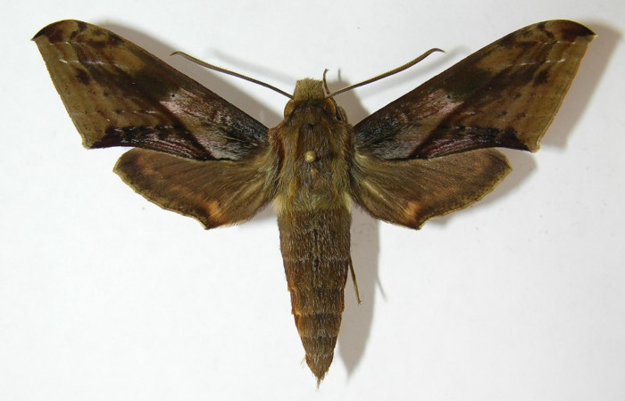 Fig. 1. Adulto <i>Xylophanes rhodina</i></i>, posición dorsal. Area de Conservación Guanacaste, Sector Cacao, Sendero Cima, elevación 1460 m.s.n.m.  (09-SRNP-36158-DHJ513774).