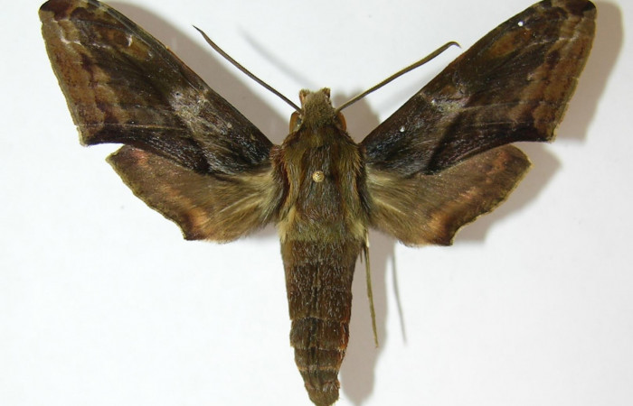 Fig. 2. Adulto <i>Xylophanes rhodina</i></i>, posición dorsal. Area de Conservación Guanacaste, Sector Cacao, Sendero Cima, elevación 1460 m.s.n.m.  (09-SRNP-36572-DHJ513776).