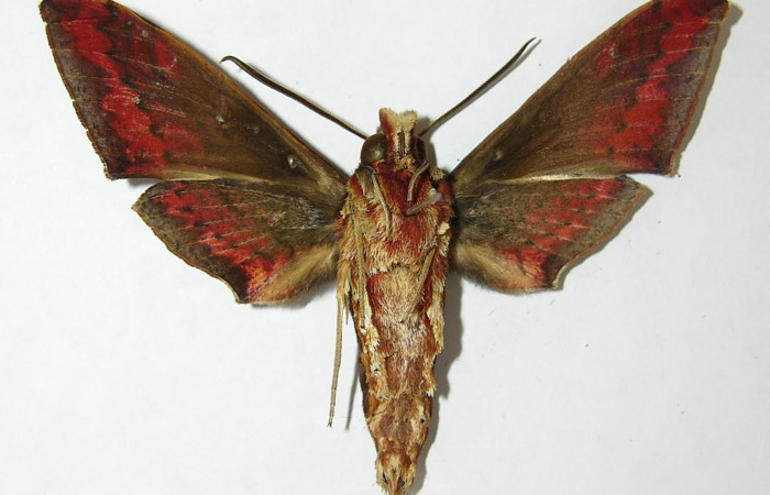 Fig. 3. Adulto <i>Xylophanes rhodina</i></i>, posición ventral. Area de Conservación Guanacaste, Sector Cacao, Sendero Cima, elevación 1460 m.s.n.m.  (09-SRNP-36572-DHJ513777).