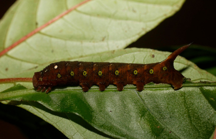 Fig. 16. Larva U estadío <i>Xylophanes godmani</i></i>, posición lateral. Area de Conservación Guanacaste, Sector Pitilla, Sendero Orosilito, elevación 900 m.s.n.m.  (14-SRNP-30118-DHJ802110.jpg).