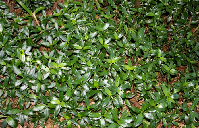 Fig. 22. Planta que come <i>Xylophanes rhodina</i></i>, Familia,Rubiaceae, <i>Psychotria aubletiana</i></i>, posición haz. Area de Conservación Guanacaste, Sector Cacao, Sendero Cima, elevación 1220 m.s.n.m. (Foto Harry.Ramirez Abril. 2020)