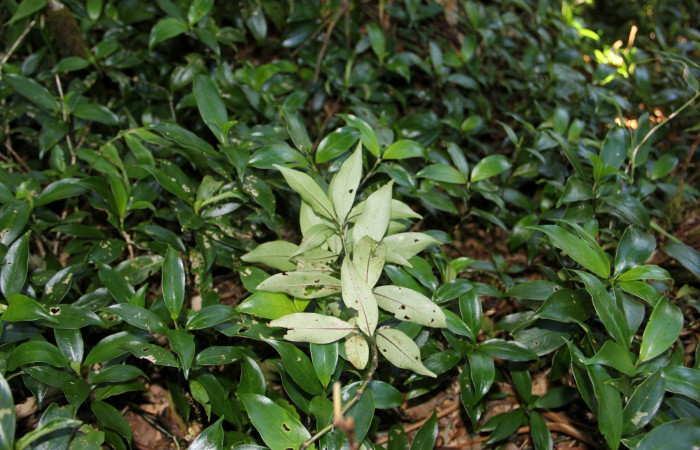 Fig. 23. Planta que come <i>Xylophanes rhodina</i></i>, Familia,Rubiaceae, <i>Psychotria aubletiana</i></i>, posición envés. Area de Conservación Guanacaste, Sector Cacao, Sendero Cima, elevación 1220 m.s.n.m. (Foto Harry.Ramirez Abril. 2020)