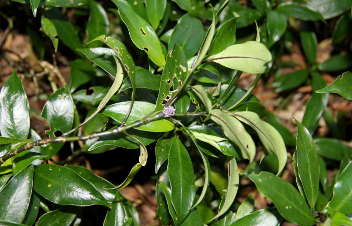 Fig. 24. Planta que come <i>Xylophanes rhodina</i></i>, Familia,Rubiaceae, <i>Psychotria aubletiana</i></i>, inflorescencias. Area de Conservación Guanacaste, Sector Cacao, Sendero Cima, elevación 1220 m.s.n.m. (Foto Harry.Ramirez Abril. 2020)