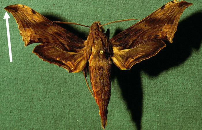 Fig 18. INBIOCRI002793739-DHJ39164, <i>Xylophanes godmani</i></i>, posición dorsal, macho.