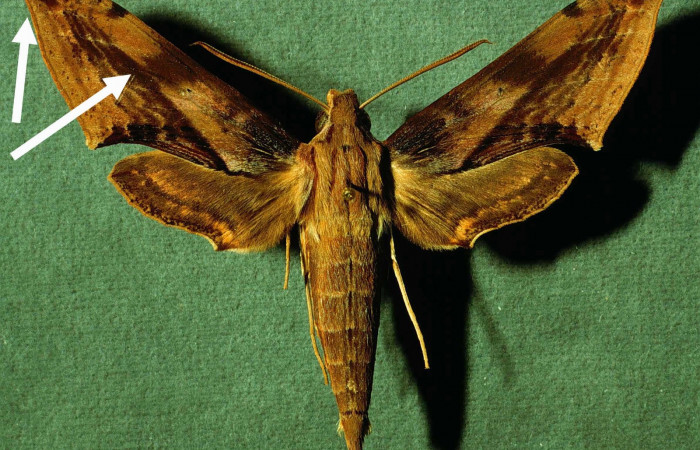 Fig 17. INBIOCRI002793741-DHJ35046, <i>Xylophanes rhodina</i></i>, posición dorsal, macho.