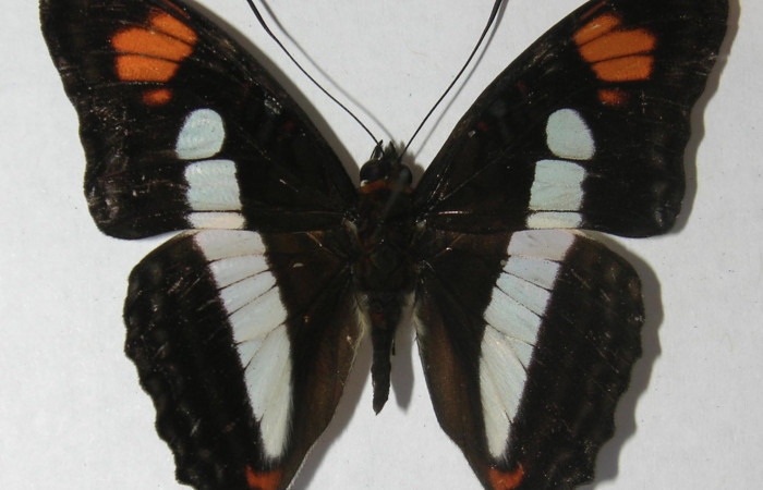 Figura. 1 Adulto de <i>Adelpha aiellae</i></i> (Nymphalidae), vista dorsal, localidad Gallinazo Brasilia ACG (360). Voucher: 11-SRNP-66365-DHJ556182.jpg.
