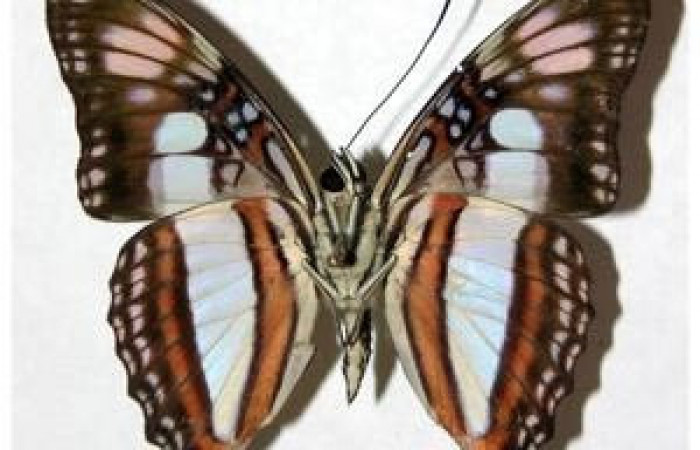 Figura 7. Adulto de <i>Adelpha aiellae</i></i> (Nymphalidae), macho vista ventral, localidad Quebrada Escondida Sector Rincón Rain Forest ACG (420m). Voucher: 02-SRNP-21059-DHJ319019.jpg.