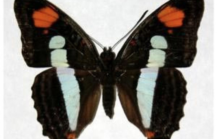 Figura 8. Adulto de <i>Adelpha aiellae</i></i> (Nymphalidae), hembra vista dorsal, localidad Sendero Tucán Sector Rincón Rain Forest ACG (410m). Voucher: 03-SRNP-10732- DHJ319008.jpg.
