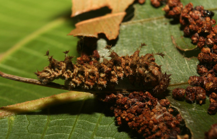 Figura 2. Larva <i>Adelpha aiellae</i></i> (Nymphalidae), penúltimo estadío (PU) vista lateral, localidad Medrano Estación Quica Sector Pitilla ACG (380m). Voucher: 13-SRNP-70577- DHJ702249.jpg.
