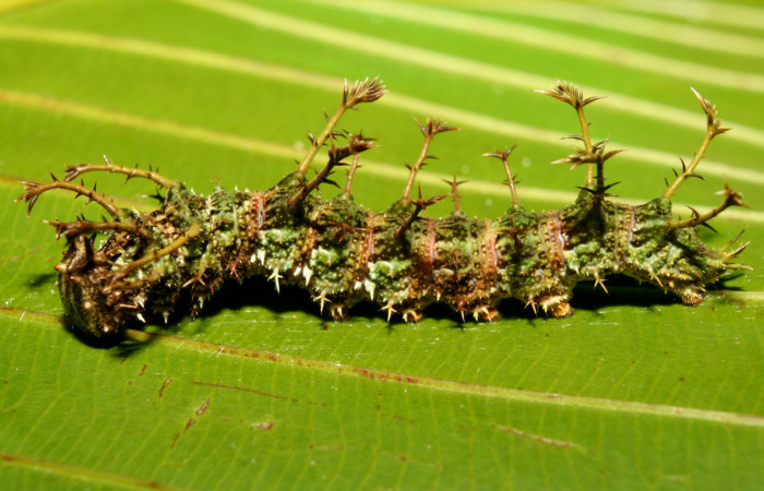 Figura 3. Larva <i>Adelpha aiellae</i></i> (Nymphalidae), último estadío (U), vista lateral localidad Medrano Estación Quica Sector Pitilla ACG (380m). Voucher: 13-SRNP-70577- DHJ702264.jpg.