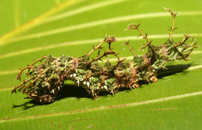 Figura 4. Larva <i>Adelpha aiellae</i></i> (Nymphalidae), último estadío (U) vista lateral localidad Medrano Estación Quica Sector Pitilla ACG (380m). Voucher: 13-SRNP-70577-DHJ702262.jpg.