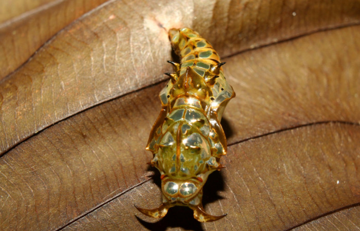 Figura 5. Pupa de <i>Adelpha aiellae</i></i> (Nymphalidae), vista dorsal localidad Medrano Estación Quica Sector Pitilla ACG (380m). Voucher: 13-SRNP-70577-DHJ702289.jpg.