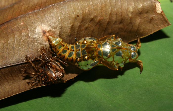 Figura 6. Pupa de <i>Adelpha aiellae</i></i> (Nymphalidae), vista dorsal, localidad Medrano Estación Quica Sector Pitilla ACG (380m). Voucher: 13-SRNP-70577-DHJ702294.jpg.