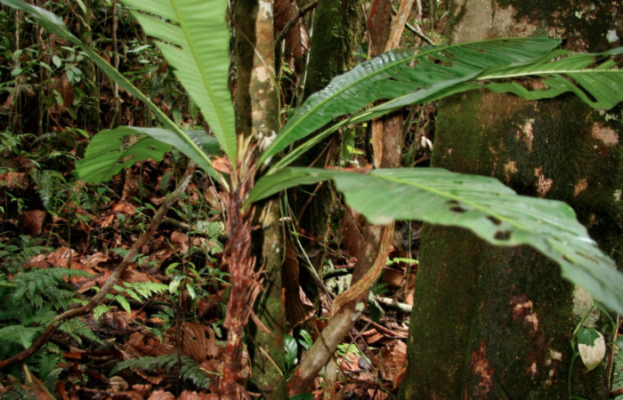 Figura 9. Planta hospedera de <i>Adelpha aiellae</i></i> (Nymphalidae), esta se llama <i>Cespedecia spathulata</i></i> (Ochnaceae), localidad Leonel Estación Quica Sector Pitilla ACG (510m). 