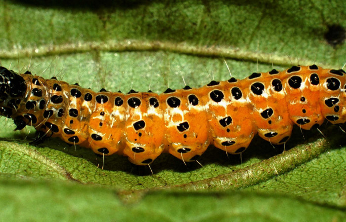 Fig.9 Vista dorsal de prepupa, <i>Conchylodes nolckenialis</i></i> (Crambidae), se colectó 10 Octubre 2001, Sector Rincon Rain Forest, Camio Río Francia, 410mts. (01-SRNP-4946-DHJ63318.jpg.).