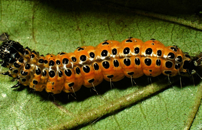 Fig.8 Vista dorsal de prepupa <i>Conchylodes nolckenialis</i></i> (Crambidae), se colectó 10 Octubre 2001, Sector Rincon Rain Forest, Camio Río Francia, 410mts. (01-SRNP-4946-DHJ63319.jpg.).