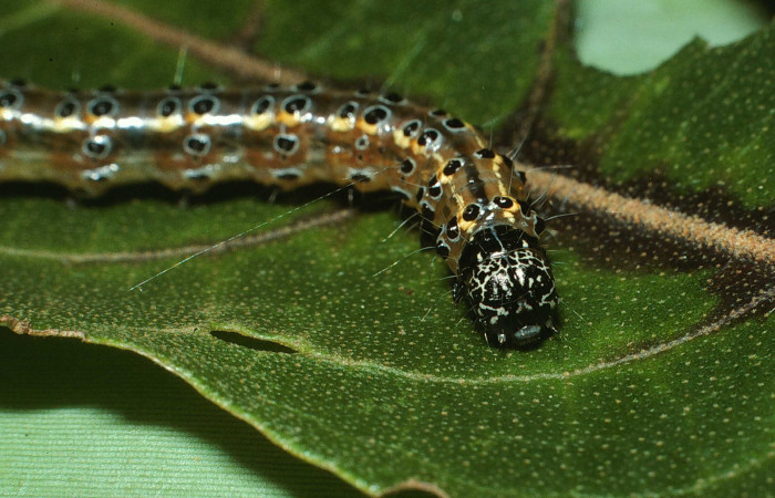 Fig.7 Vista Frontal, <i>Conchylodes nolckenialis</i></i> (Crambidae), se colectó 30 Noviembre 2003, Sector Del Oro, Quebrada Trigral, 290mts. (03-SRNP-38091-DHJ80459.jpg).