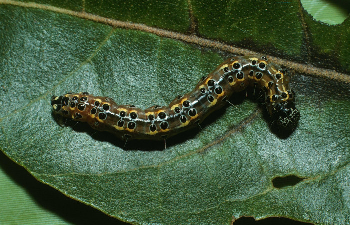 Fig.5 Vista dorsal, <i>Conchylodes nolckenialis</i></i> (Crambidae), se colectó 30 Noviembre 2003, Sector Del Oro, Quebrada Trigral, 290mts. (03-SRNP-38091-DHJ80466.jpg.).