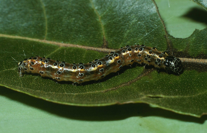 Fig.6 Vista Lateral, <i>Conchylodes nolckenialis</i></i> (Crambidae), se colectó 30 Noviembre 2003, Sector Del Oro, Quebrada Trigral, 290mts. (03-SRNP-38091-DHJ80467.jpg).