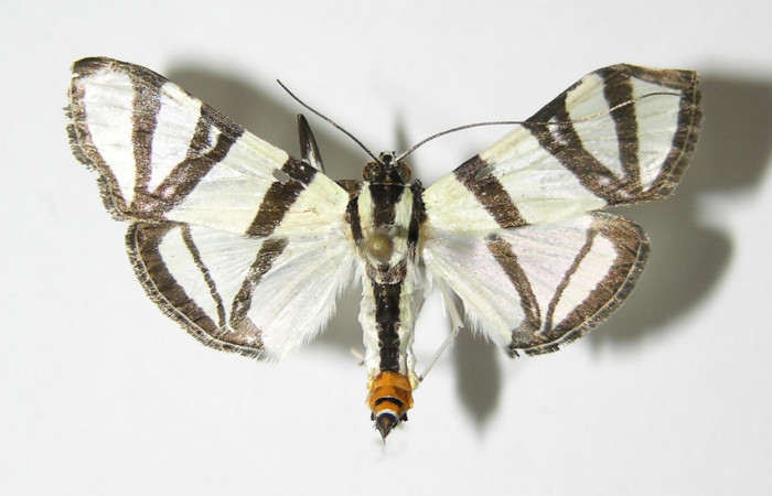 Fig.1 Vista dorsal, macho <i>Conchylodes nolckenialis</i></i> (Crambidae), eclosionó 12 Septiembre 2004, Sector San Cristobal, Puente Palma, 460mts. (04-SRNP-4129-DHJ333124.jpg).