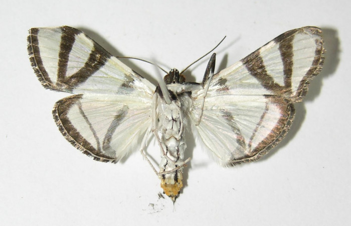 Fig.2 Vista Ventral, macho <i>Conchylodes nolckenialis</i></i> (Crambidae), eclosionó 12 Septiembre 2004, Sector San Cristobal, Puente Palma, 460mts. (04-SRNP-4129-DHJ333125.jpg).