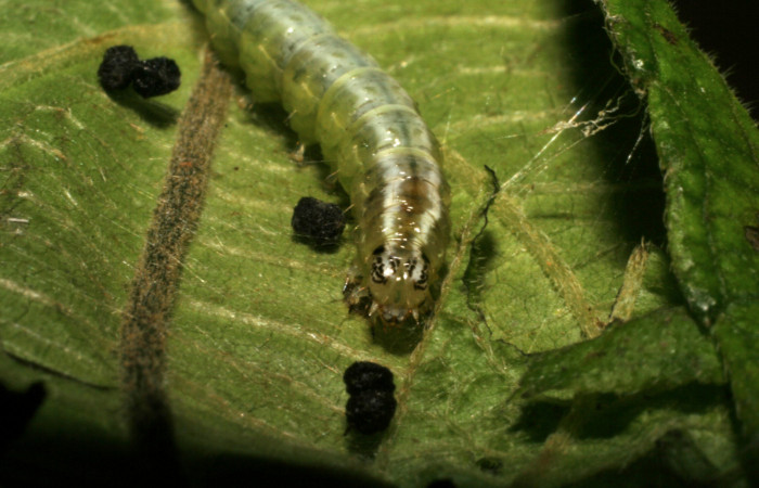 Fig.12 Vista frontal, <i>Conchylodes grammaphora</i></i> (Crambidae), se colectó 17 Agosto 2005, Sector Rincon Rain Forest, Sendero Junta, 400mts. (05-SRNP-42235-DHJ407554.jpg.).