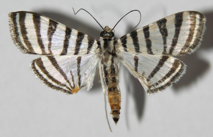 Fig.3 Vista dorsal, macho <i>Conchylodes grammaphora</i></i> (Crambidae), eclosionó 07 Marzo 2013, Sector San Cristobal, Sendero Huerta, 527mts. (13-SRNP-746-DHJ572214.jpg).