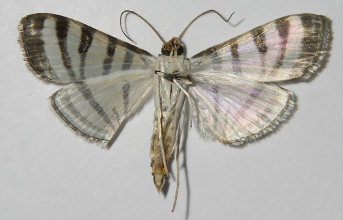 Fig.4 Vista Ventral, macho <i>Conchylodes grammaphora</i></i> (Crambidae), eclosionó 07 Marzo 2013, Sector San Cristobal, Sendero Huerta, 527mts. (13-SRNP-746-DHJ572215.jpg).