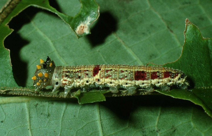 Figura 7. Larva <i>Fountainea confusa</i></i> (Nymphalidae). Vista lateral, penúltimo estadío, 30 mm de longitud. Foto: 18 Octubre 2003. Voucher: 03-SRNP-31100-DHJ81129.jpg.