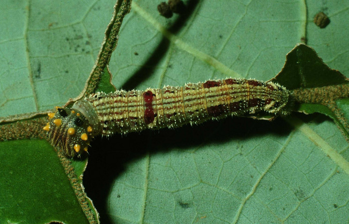 Figura 8. Larva <i>Fountainea v</i></i> (Nymphalidae). Vista dorsal, penúltimo estadío, 30 mm de longitud. Foto: 18 Octubre 2003. Voucher: 03-SRNP-31100-DHJ81130.jpg.