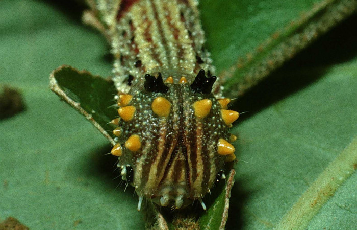 Figura 9. Larva <i>Fountainea v</i></i> (Nymphalidae). Cabeza de frente, penúltimo estadío, 30 mm de longitud. Foto: 18 Octubre 2003. Voucher: 03-SRNP-31100-DHJ81131.jpg.