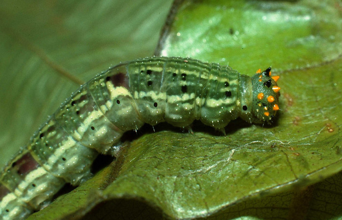 Figura 12. Larva <i>Fountainea confusa</i></i> (Nymphalidae). Cabeza lateral, último estadío. 32 mm de longitud. Foto: 10 Octubre 2003. Voucher: 03-SRNP-8985-DHJ77950.jpg.