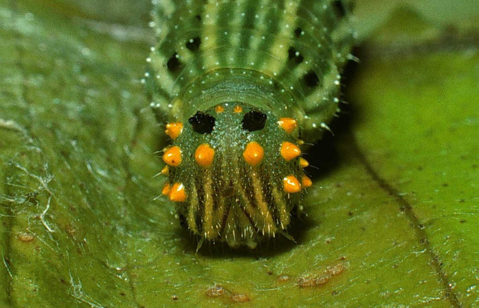 Figura 13. Larva <i>Fountainea confusa</i></i> (Nymphalidae). Cabeza de frente, último estadío, 32 mm de longitud. Foto: 10 Octubre 2003. Voucher: 03-SRNP-8985-DHJ77951.jpg.
