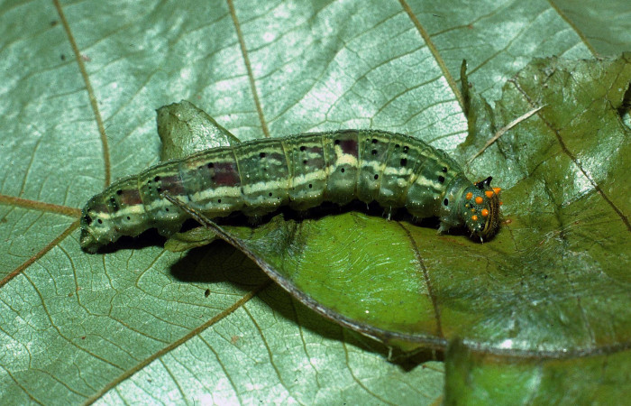 Figura 11. Larva <i>Fountainea confusa</i></i> (Nymphalidae). Vista lateral, último estadío. 32 mm de longitud. Foto: 10 Octubre 2003. Voucher: 03-SRNP-8985-DHJ77965.jpg.