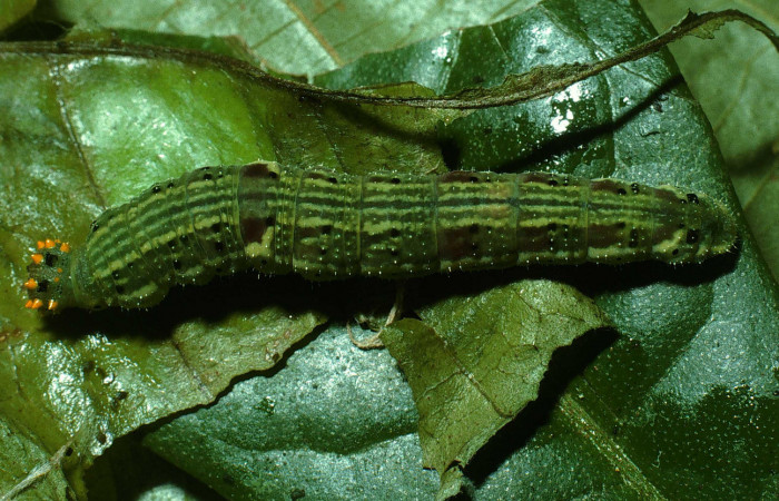 Figura 10. Larva <i>Fountainea v</i></i> (Nymphalidae). Vista dorsal, último estadío. 32 mm de longitud. Foto: 10 Octubre 2003. Voucher: 03-SRNP-8985-DHJ77968.jpg.