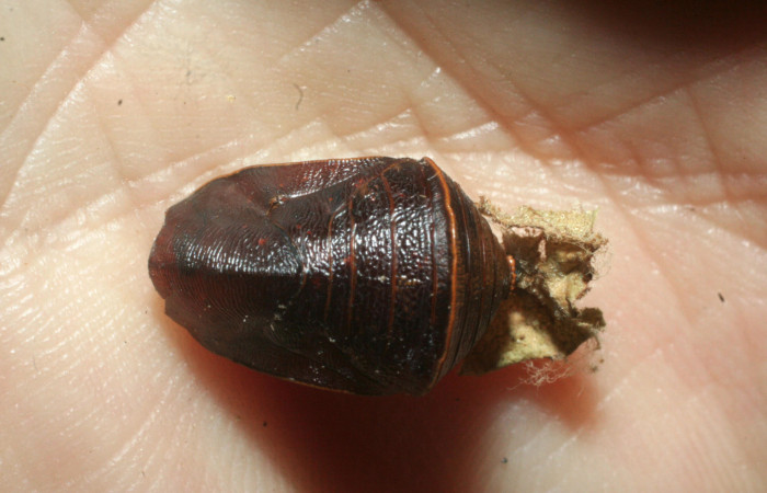 Figura 17. Pupa de <i>Fountainea confusa</i></i> (Nymphalidae). Vista dorsal. Parasitada por Tachinidae. Especie del parásito <i>Eujuriniodes</i></i> assimilisDHJ01. Foto: 6 Agosto 2009. Voucher: 08-SRNP-31902-DHJ462389.jpg.