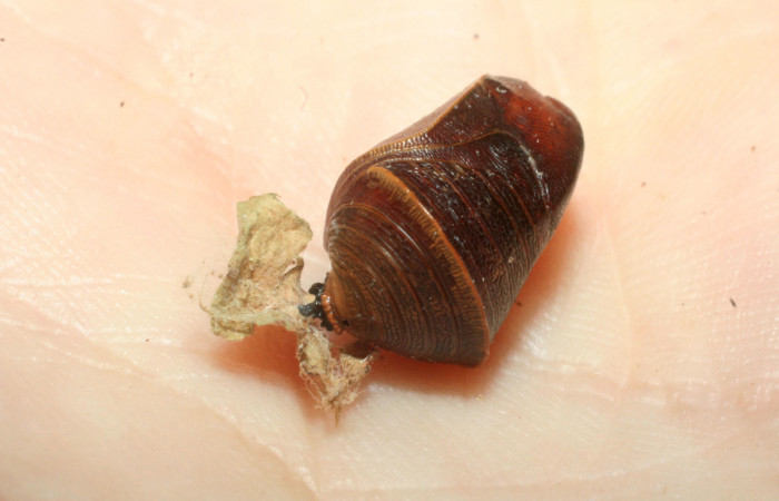 Figura 18. Pupa de <i>Fountainea confusa</i></i> (Nymphalidae), adentro pupario eclosionado de parásito <i>Eujuriniodes</i></i> assimilisDHJ01, familia Tachinidae. Foto: 6 Agosto 2009. Voucher: 08-SRNP-31902-DHJ462390.jpg.