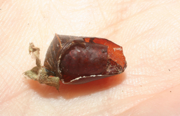 Figura 19. Pupa de <i>Fountainea confusa</i></i> (Nymphalidae), adentro pupario eclosionado de parásito <i>Eujuriniodes</i></i> assimilisDHJ01, familia Tachinidae. Foto: 6 Agosto 2009. Voucher: 08-SRNP-31902-DHJ462391.jpg.
