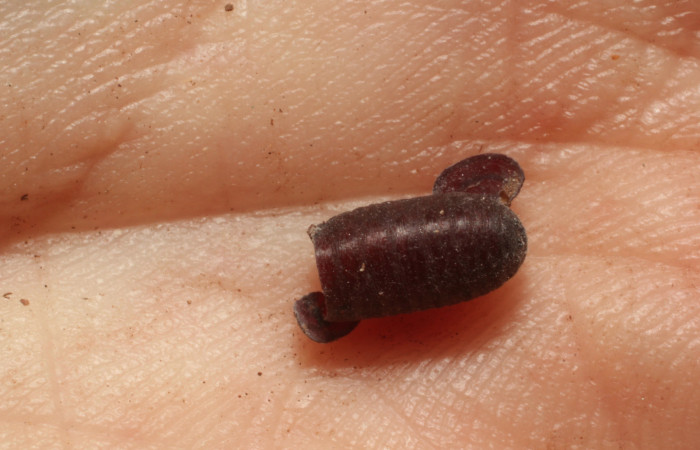 Figura 20. Mostrando pupario de parásito de la familia Tachinidae, especie del parásito <i>Winthemia</i></i> Wood06. Foto: 18 Junio 2015. Voucher: 11-SRNP-65635-DHJ804459.jpg.