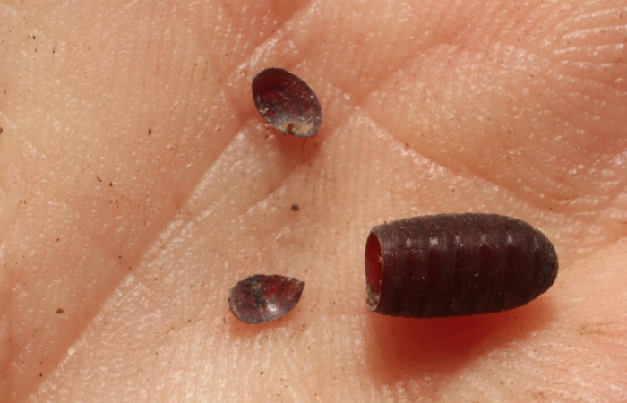 Figura 21. Mostrando pupario de parásito de la familia Tachinidae, especie del parásito <i>Winthemia</i></i> Wood06. Foto: 18 Junio 2015. Voucher: 11-SRNP-65635-DHJ804460.jpg.