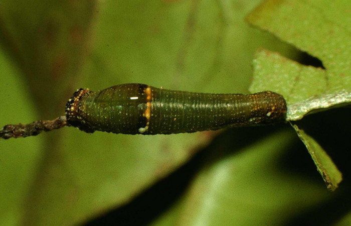 Figura 5. Larva <i>Fountainea confusa</i></i> (Nymphalidae). Vista dorsal, estadío intermedio, 12 mm de longitud. Foto: 23 agosto 1997. Voucher: 97-SRNP-6578-DHJ43614.jpg.