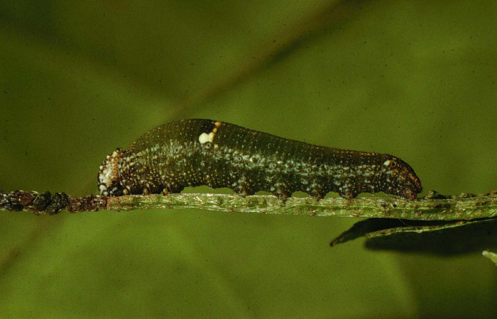 Figura 6. Larva <i>Fountainea confusa</i></i> (Nymphalidae). Vista lateral, estadío intermedio, 12 mm de longitud. Foto: 23 agosto 1997. Voucher: 97-SRNP-6578-DHJ43617.jpg.