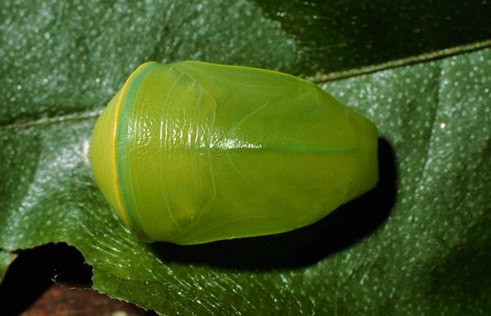 Figura 14. Pupa <i>Fountainea confusa</i></i> (Nymphalidae). Vista dorsal. 14 mm de longitud. Foto: 12 Junio 1998. Voucher: 98-SRNP-6707-DHJ46035.jpg.

