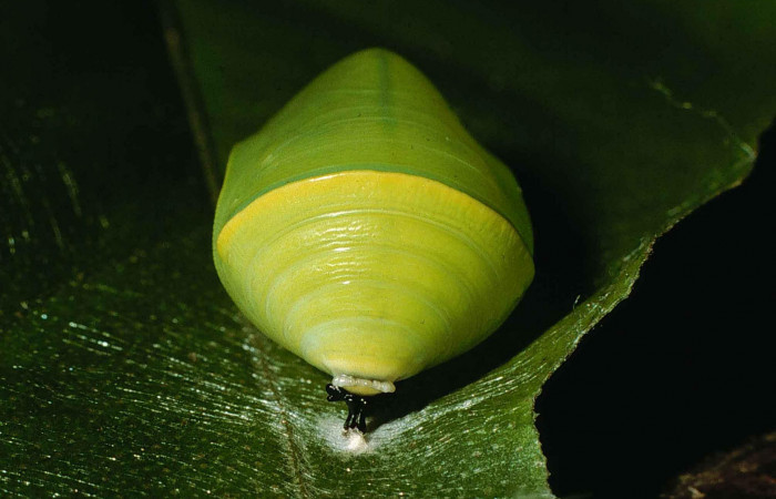 Figura 16. Pupa <i>Fountainea confusa</i></i> (Nymphalidae). Mostrado la seda de dónde se sujeta en este estadio. 14 mm de longitud. Foto: 12 Junio 1998. Voucher: 98-SRNP-6707-DHJ46037.jpg.
