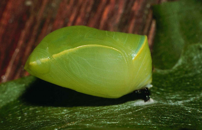 Figura 15. Pupa <i>Fountainea confusa</i></i> (Nymphalidae). Vista lateral. 14 mm de longitud. Foto: 12 Junio 1998. Voucher: 98-SRNP-6707-DHJ46041.jpg.
