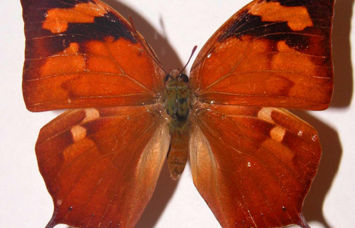 Figura 3. Adulto <i>Fountainea confusa</i></i> (Nymphalidae). Vista dorsal, envergadura alar hembra 54 mm de longitud. Voucher: 98-SRNP-7545-DHJ33760.